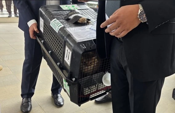 তারেক রহমানের সঙ্গে দেশে ফিরল পোষা বিড়াল জেবু